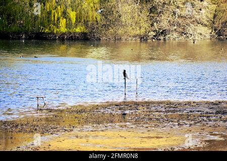 Vögel im Amwell Naturschutzgebiet Stockfoto