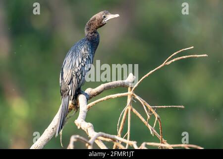Nahaufnahme eines indischen Kormoranvogels, der auf einem thront Verzweigung Stockfoto