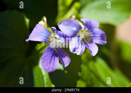 Gemeine blauviolette Blüten (Viola sororia) - Virginia USA Stockfoto