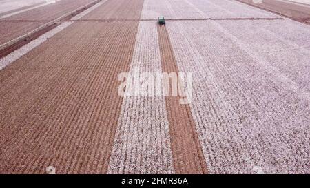 Baumwollpflanze. Baumwollpflücker, der in einem großen Baumwollfeld arbeitet. Stockfoto