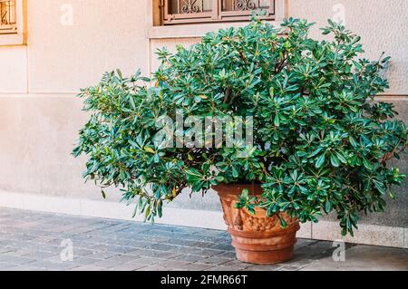 Dekore einen großen Tontopf mit Laubpflanzen. Stockfoto