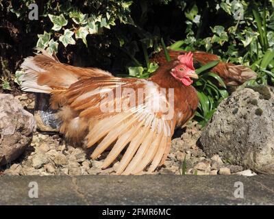 Sandi, die Rettungs- (Ex-Batterie-) Henne, genießt die Sonne in ihrem neuen Zuhause (2020). Stockfoto