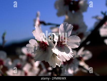 Amandier en fleurs en Provence Stockfoto