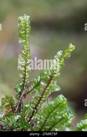 Plagiochila asplenioides, bekannt als Großes Federkraut-Moos Stockfoto