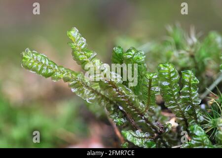 Plagiochila asplenioides, bekannt als Großes Federkraut-Moos Stockfoto