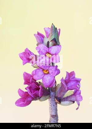 Daphne mezereum, bekannt als February daphne, Spurge Lorbeer oder Spurge Olive, Wildpflanze aus Finnland Stockfoto