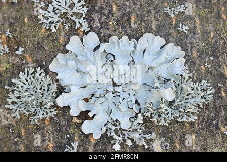 Parmelia sulcata, allgemein bekannt als gehämmerte Schildflechte, gerissene Schildflechte oder gepuderter Crottle, Flechten aus Finnland Stockfoto