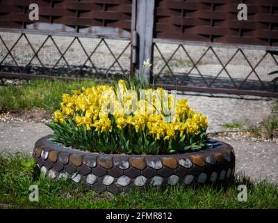 Blühende Narzissen auf einem Blumenbett aus einem Gebrauchtwagen Reifen Stockfoto