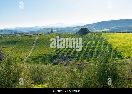 Archanes Region ländliche Landschaft mit Weinbergen und Olivenhainen in Heraklion, Kreta, Griechenland. Stockfoto