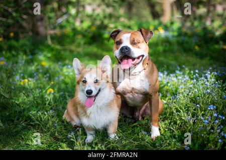 Zwei Hundefreunde, Welsh Corgi Pembroke und Pit Bull Stockfoto