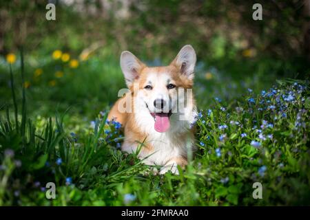 Welsh Corgi Pembroke in den Blüten Stockfoto