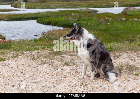 Blue Merle Border Collie Dog sitzt im Mai bei Hengistbury Head, Dorset UK Stockfoto