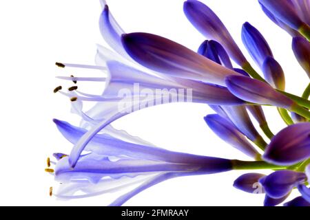 Nahaufnahme von blau/violetten Agapanthus (Lilie des Nils) Blüten und Knospen auf weißem Hintergrund. Stockfoto