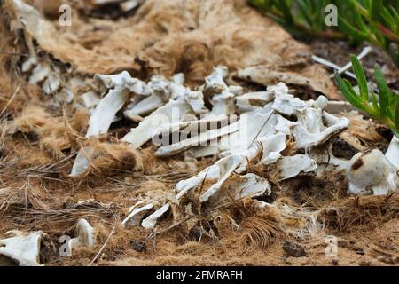 Verfallender Wildtierkadaver Mit Pelz Und Knochen Stockfoto