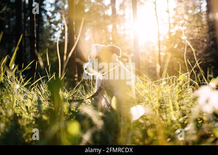 Hunderasse Jack russell sitzt auf grünem Gras in der untergehenden Sonne. Stockfoto