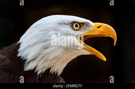 Porträt von einem Weißkopfseeadler lat. Haliaeetus leucocephalus Stockfoto