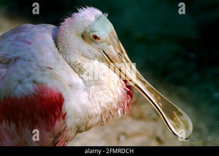 Roseatspoonbill Porträt eines Roseatspoonbills, (Ajaja Ajaja) Stockfoto