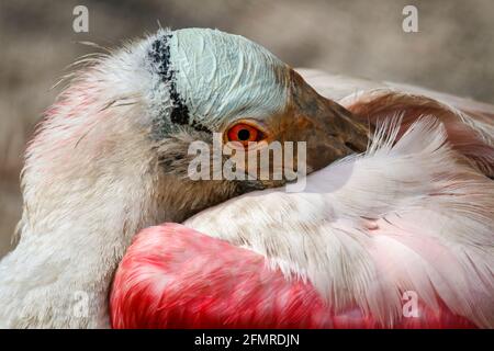 Roseatspoonbill Porträt eines Roseatspoonbills, (Ajaja Ajaja) Stockfoto