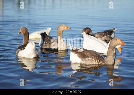 Eine Schar Gänse schwimmt auf dem See Stockfoto