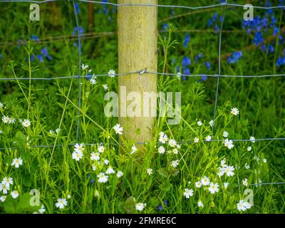 Zaun mit Gänseblümchen und Bluebells, Mapledurham, Oxfordshire, England, Großbritannien, GB. Stockfoto