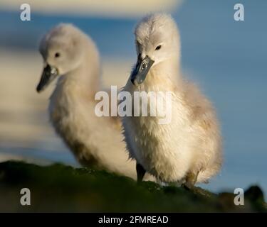 Zwei Schwanenschwänzchen, Cygnus olor, stehend aufrecht am Ufer, Christchurch, Großbritannien Stockfoto