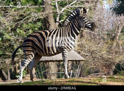 Ebenen Zebra, die Ebenen, oder einfach nur einfache gemeinsame Equus quagga, früher Equus burchelli Stockfoto