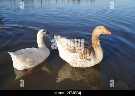 Eine Schar Gänse schwimmt auf dem See Stockfoto