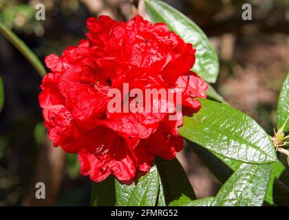 Rhododendron delavayi Blütenhaufen auf Baum, Nahaufnahme. Stockfoto