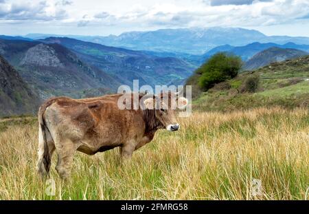 Kuh auf einer Weide auf einem grünen Gras, in Asturien, Spanien. Stockfoto