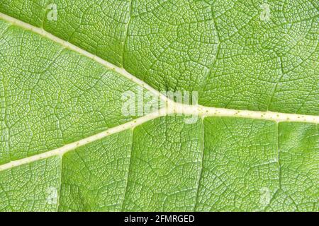 Nahaufnahme eines riesigen Gunnera tinctoria Blattes, bekannt als Riese Rhabarber oder chilenischer Rhabarber, eine blühende Pflanzenart, die im südlichen Chile und n beheimatet ist Stockfoto