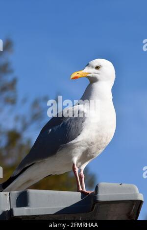 Möwe (larus canus) Auf einem Laternenpfosten stehend Port Issac North Cornwell England VEREINIGTES KÖNIGREICH Stockfoto