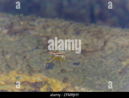 Zwei Gerridae-Käfer, die sich auf der Oberfläche eines Teiches paaren. Männchen, die sich paaren dürfen, bleiben während der gesamten Reproducti an demselben Weibchen befestigt Stockfoto