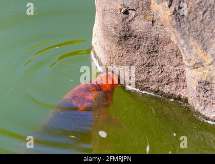 Koi oder nishikigoi, eine Vielzahl von Amur-Karpfen im Freien Koi-Teich, trübes grünes Wasser durch Überwuchs von Algen. Fische scheinen von Algenwachstum zu essen Stockfoto