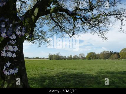 Doppelbelichtung. Vergiss nicht Mutter Natur. Eine Frühlingslandschaft mit der Silhouette eines Baumes davor. Im Baum sind Blumen eines Vergissmeinnicht Stockfoto