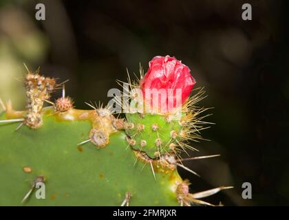 Nahaufnahme der Kaktusfrucht aus der Roten Blume aus Prickly Pear mit vorblühender Blume, leuchtendem Rosa-Rot. Stockfoto