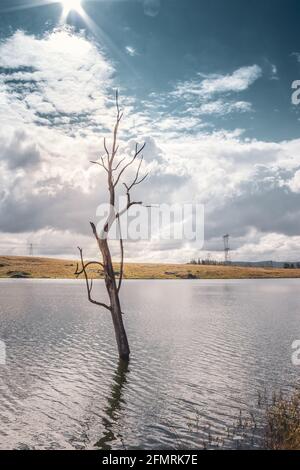 Blick auf einen bedeckten Midmar-Damm, mit einem toten Baum und der Spiegelung der Bäume auf dem Wasser, Kwa Zulu Natal, Südafrika Stockfoto