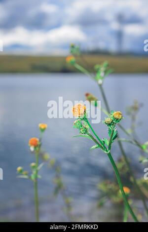 Blühende Biden pilosa Pflanze wächst neben einem See, Südafrika Stockfoto