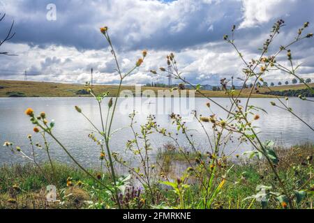 Blühende Biden pilosa Pflanze wächst neben einem See mit einem Mann Kanu im Hintergrund, Südafrika Stockfoto