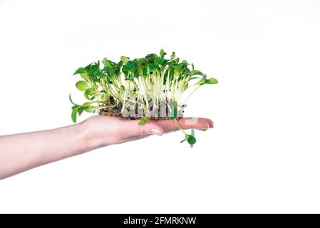 Anbauen von Mikrogrüns zu Hause. Die Hand hält Sonnenblumensprossen auf weißem Hintergrund. Hydroponik. Stockfoto