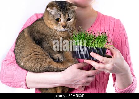 Eine Frau hält eine Ernte von Mikrogrüns in ihren Händen und füttert eine schottische Faltenkatze mit jungen Zwiebelkeimen. Stockfoto