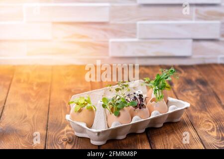 Microgreen Sprossen in Eierschalen in einem Papptablett. Osterdekorationen. Osterei. Stilvolles ländliches Stillleben. Zero Waste Konzept. Stockfoto