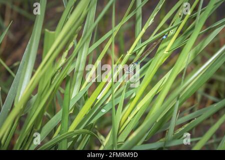 Zwei paarende Blauschwanzdamselflies (Ischnura elegant), Südafrika Stockfoto