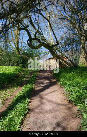 Eiche (Quercus robur) mit kreisförmigen Niederlassung in Moss in einem privaten Garten in Wells, Somerset, UK abgedeckt Stockfoto