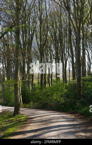 Fußweg durch ein Waldgebiet Stockfoto