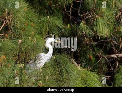 Erwachsener Silberreiher im Brutgefieder hoch in der Ponderosa-Kiefer, Profilansicht, der auf die Zuschauer schaut, die einen Stock in seinem Schnabel für das Nest halten Stockfoto