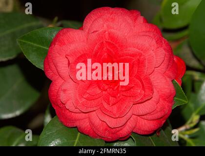 Eine makellose rosa Camellia Japonica ‘Climax’ Varietät Blume. Oft als die Königin der Winterblumen bezeichnet Stockfoto