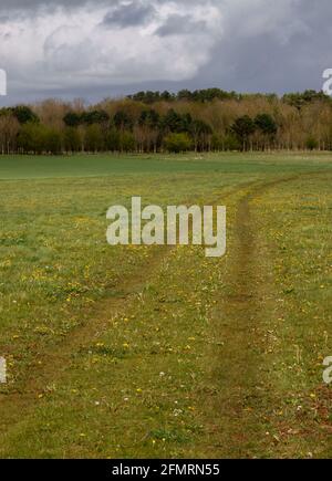 Panzerspuren im Gras über Wiesenwiese auf dem militärischen Trainingsgebiet der Salisbury Plain, Wiltshire, Großbritannien Stockfoto