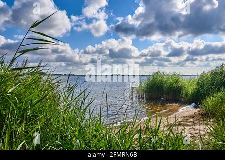 Schilfgras an einem Strand in der Bucht zwischen Island Von Rügen und dem deutschen Festland mit einem bewölkten Himmel Stockfoto