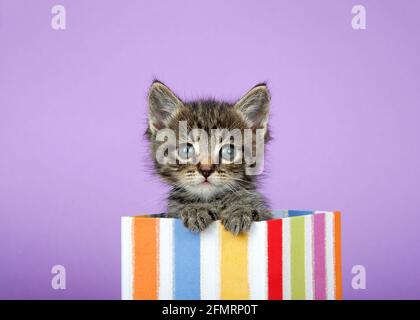 Nahaufnahme eines entzückenden tabby Kätzchens, das aus einer bunt gestreiften Geschenk-Box guckt. Heller Lavendel Lila Hintergrund. Stockfoto