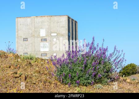 Silberner Lupinenbusch blüht auf felsigem Boden. Hintergrund Betonkasten des ehemaligen militärischen Radarturms unter blauem Himmel auf dem Gipfel des Mount Umunhum. Stockfoto